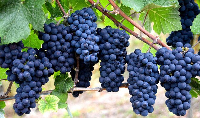 ������������ ������ ���������: ����������� �������� ��� �������� ��������