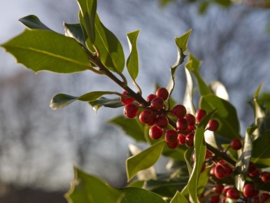 ���������� ��� ��������: ��� �������� ����� �������� ����� �������?