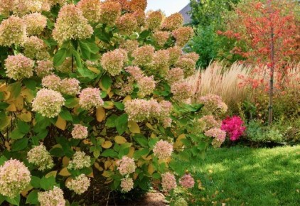 Ключевые летние меры для защиты сада от зимних холодов