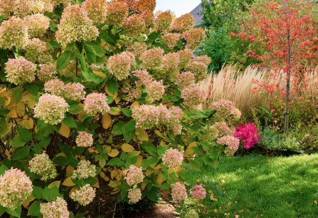 Ключевые летние меры для защиты сада от зимних холодов