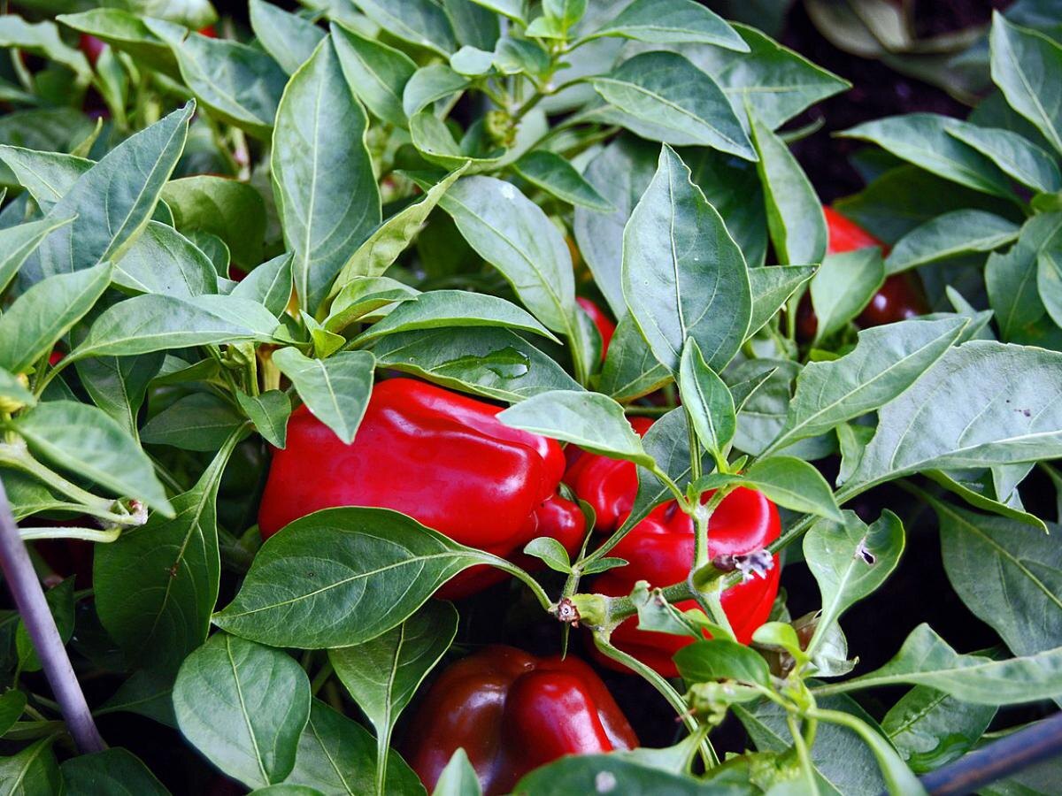 Как вырастить идеальный болгарский перец: секреты успеха в поливе