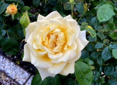 ��� ������ ������� �������� �� ������ �������: ������ �� ������� ��������