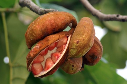 Почему орехи кола исчезли из жизни и напитков