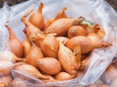 ������� ��������� ������� ����: ��� ������� ������ ���������� �������� ��� ������ �������