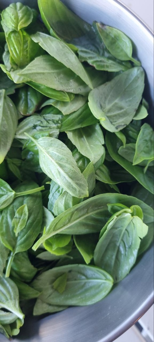 Сбор урожая базилика: как приготовить идеальное песто