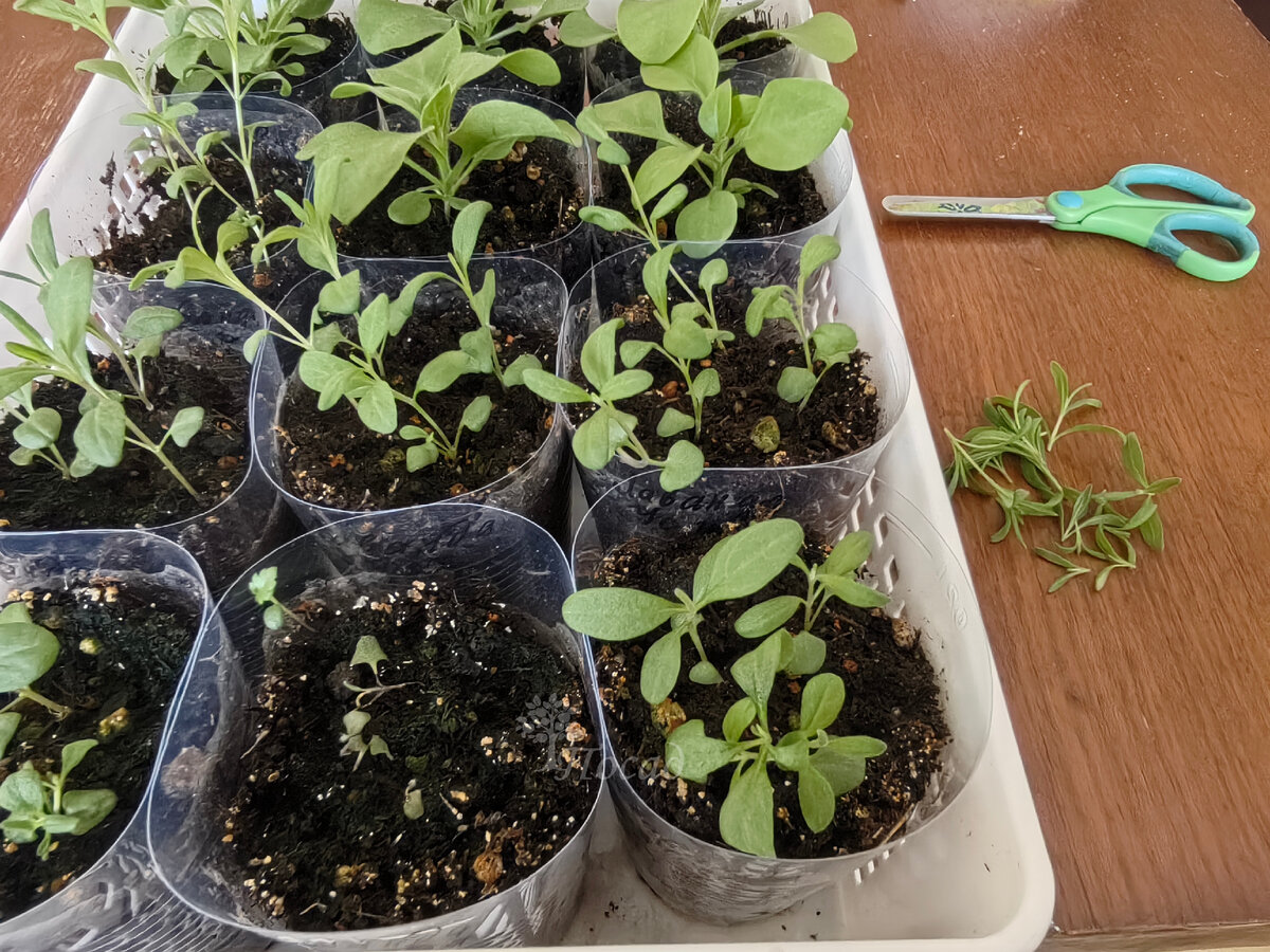 Секреты успешного выращивания лаванды: эксперимент с размножением