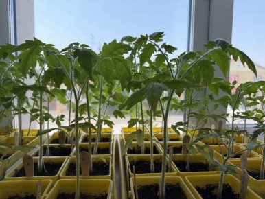 Советы по безопасной транспортировке рассады на дачу: сохраняя здоровье растений