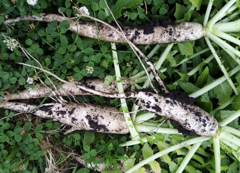 Выращивание дайкона: как добиться успеха с японской редькой