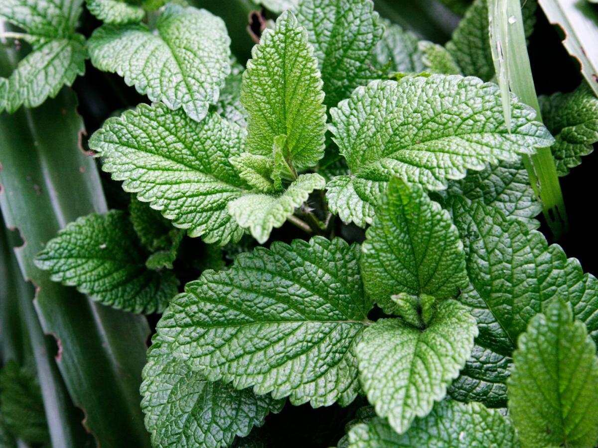 Как травы могут спасти здоровье: создайте свой аптекарский огород