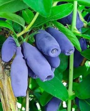 Самые популярные сорта жимолости для весенней посадки