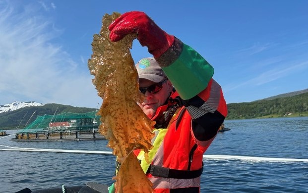 Инновации в аквакультуре: Folla Alger объединяет лосося и морские водоросли в норвежских фьордах