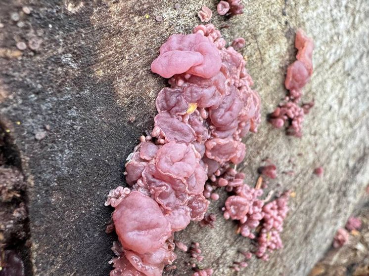 � ������� ������� ����� ����, ������� �������� ��� ������ ����