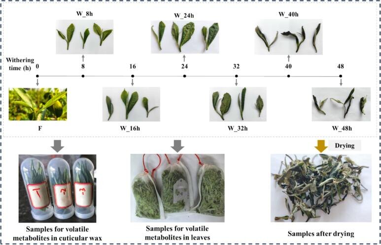 Влияние климата на вкус белого чая