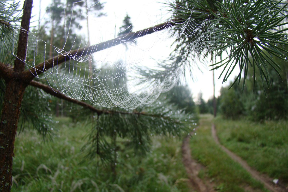 ������� ������: ���� � ���������� ����