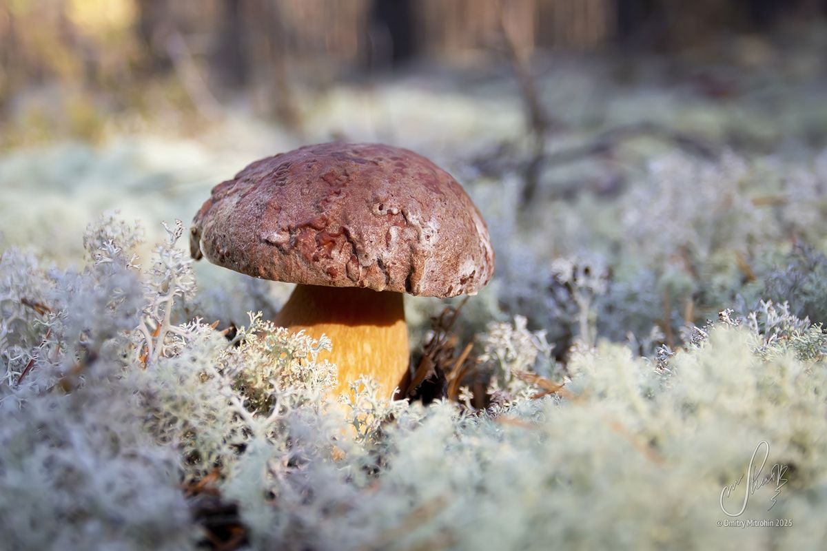 ������� �����: �� ������� � ���������