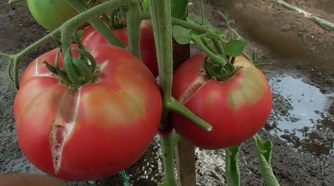 Как сохранить помидоры от трещин: практическое руководство