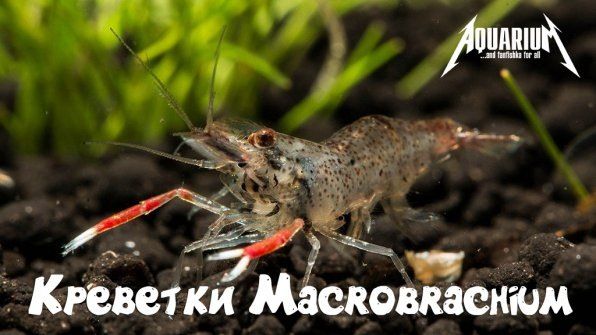 ������������ ��� �������� ������������