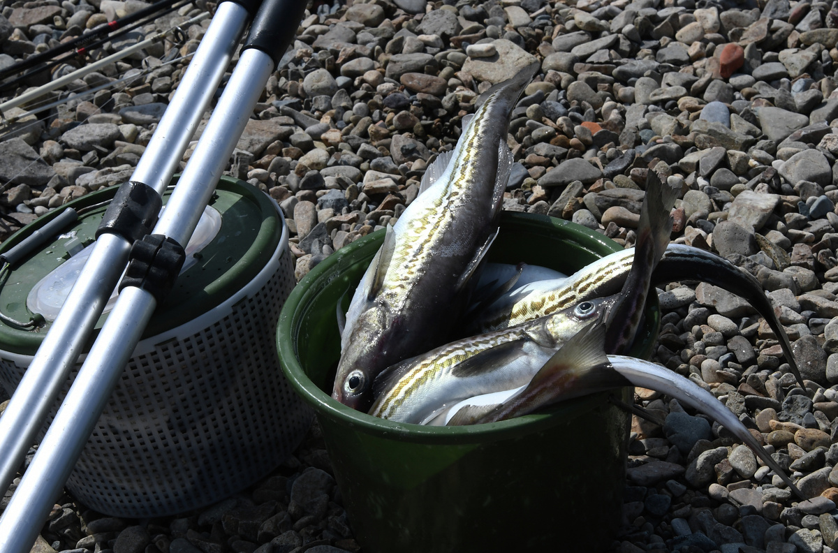 Ученые обнаружили 10 новых видов рыб в бассейне Волги