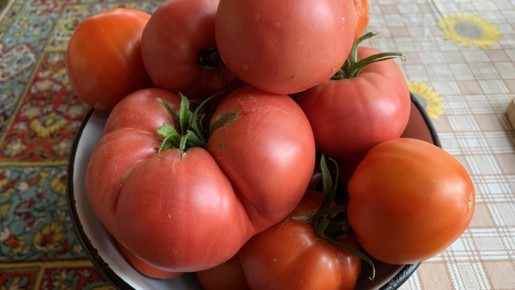 Как добиться обильного урожая томатов: 7 секретов успешной подкормки