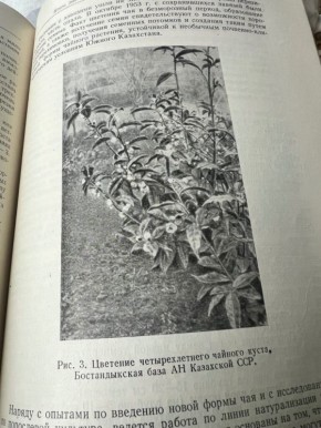 Тайны чайных экспериментов в Казахстане: от истоков к современности