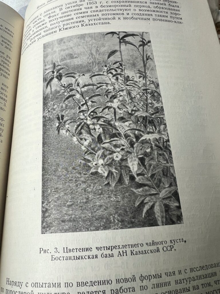 Тайны чайных экспериментов в Казахстане: от истоков к современности