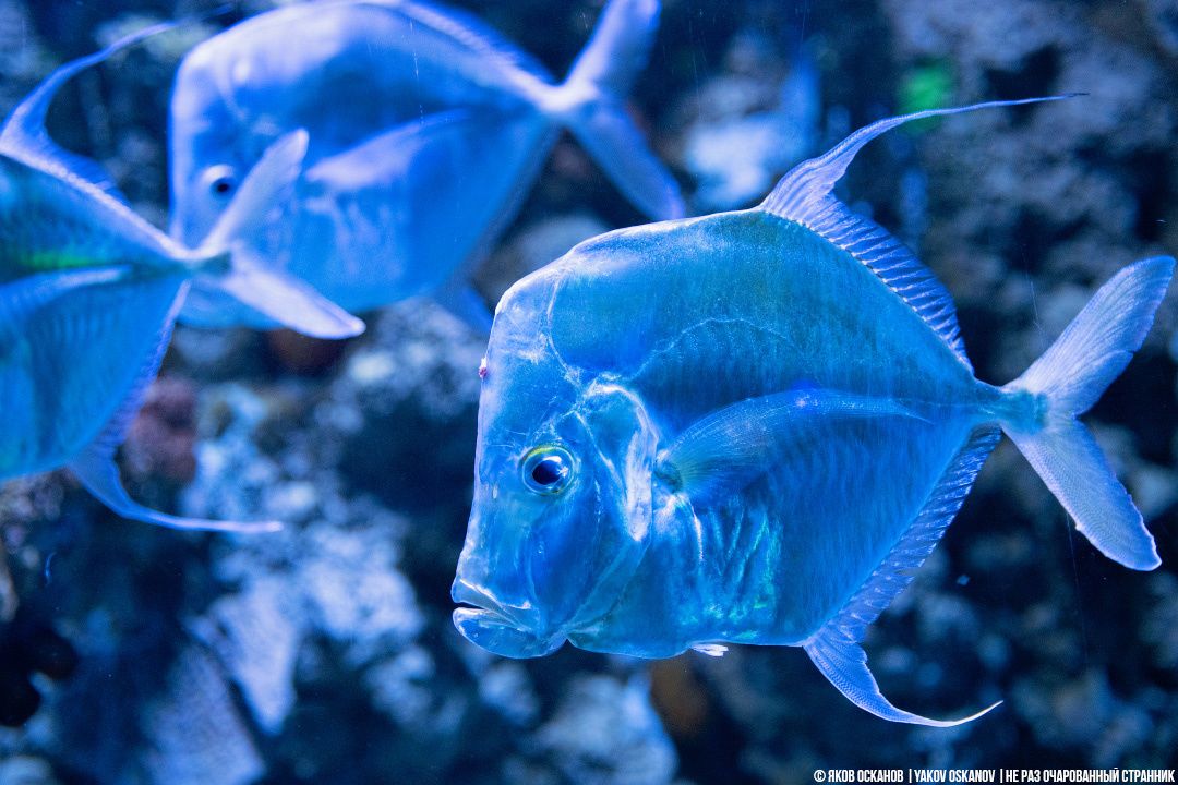 ������: ����, ������� ��� �������