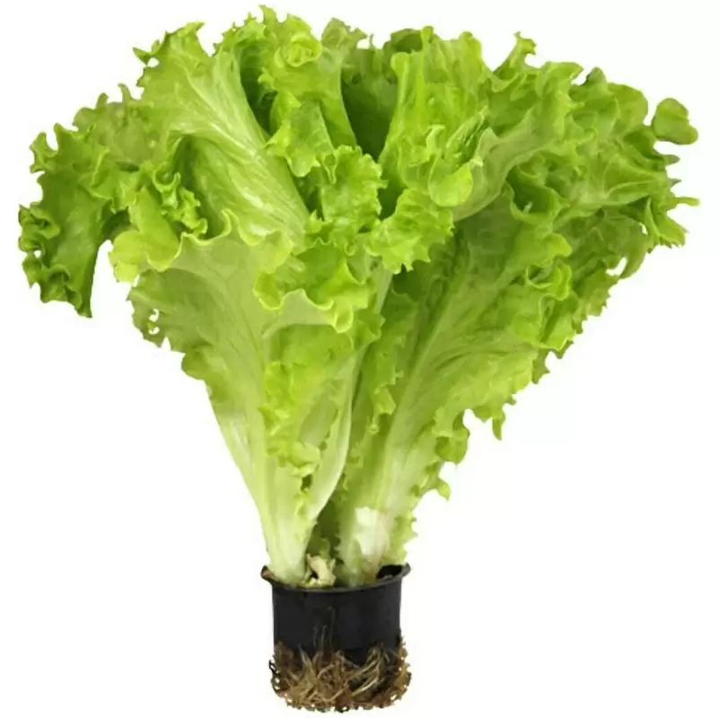 Выращиваем зелень зимой: секреты успешного подоконника