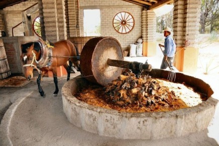 Мескаль: уникальный напиток, который должен быть в вашем бокале