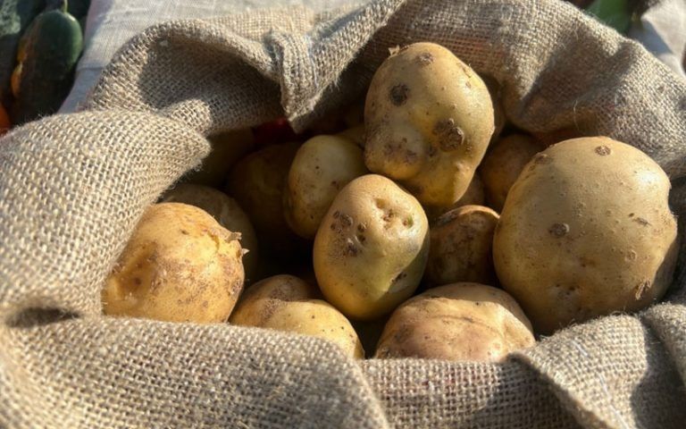 Секреты проращивания картофеля: как подготовить семена к посадке