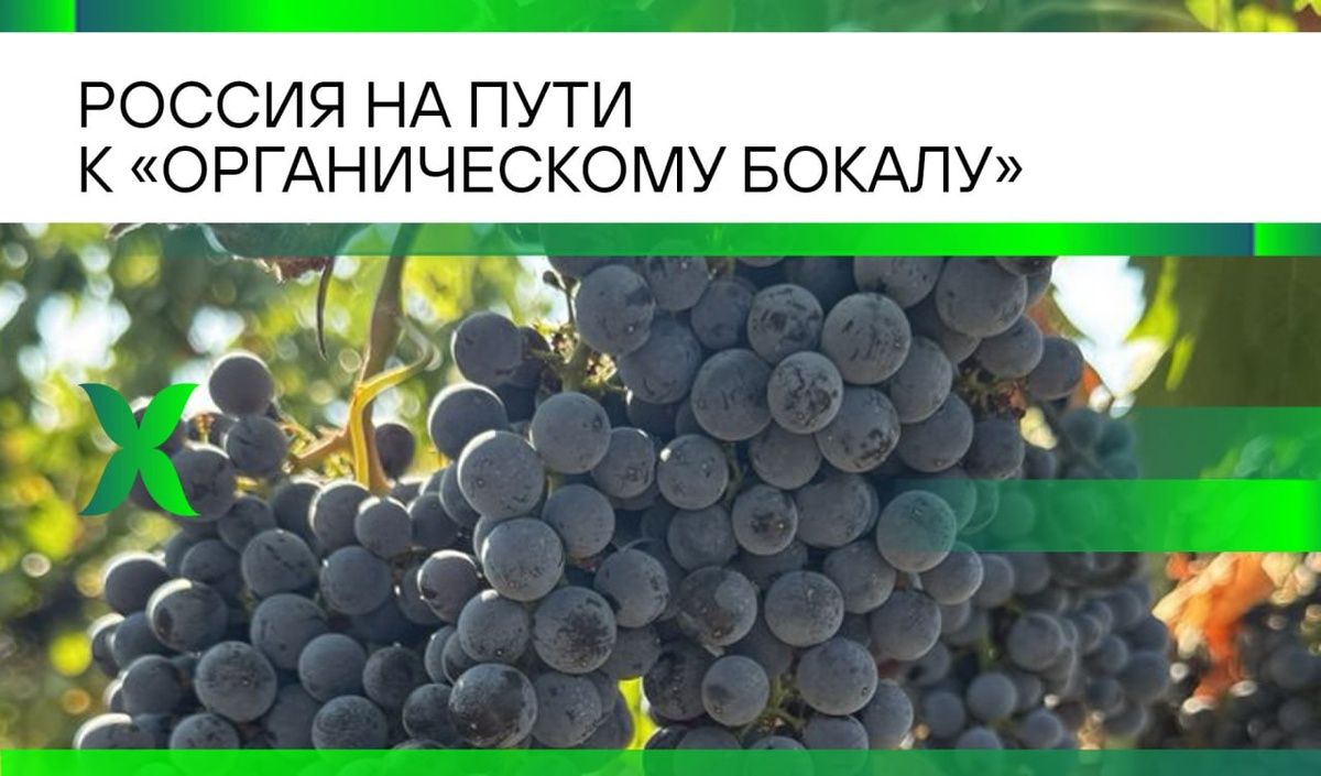 Органическое виноделие в России: Новый этап развития и качественные изменения