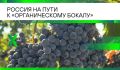 Органическое виноделие в России: Новый этап развития и качественные изменения